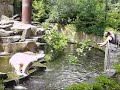 Knut\