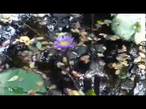 Смотреть видео Смотреть видео