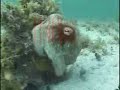 galdinoctopus faixa instrumental1