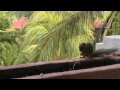 Balinese Squirrel