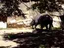 Rhino March-Lincoln Park Zoo