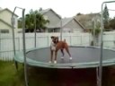 bouncer