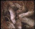 1984 BBC docudrama on nuclear war and its effects (pt12of13) 1984 BBC docudrama on nuclear war and its effects (pt12of13)