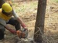 abate de pinus abate de pinus