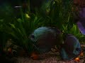 discus e altum