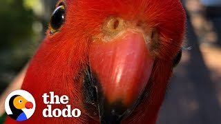 Red Parrot Brings Girlfriend Over To Meet The Woman He Visits Every Day | The Dodo Wild Hearts by The Dodo