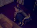 FLUGHUND UND YORIKIE SPIELEN