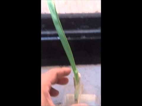 how to replant spring onion