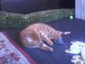 Garfield-plays-whit-