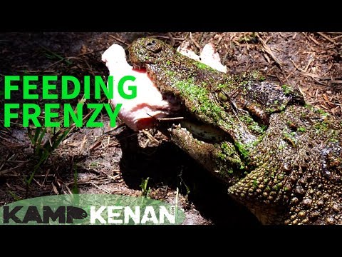 YouTube reptile video