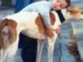 videos de Ban greyhound racing
