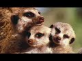 Sir David at his very best - To honor the 85-year-old national treasure who just concluded narrating his final series on the BBC, a UK ad agency mashed up footage from his BBC shows with his spoken-word recording of Louis Armstrong's 