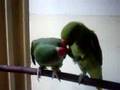Ringneck Parrot & Alexandrine Parakeet Chilli Food Fight 2