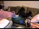 Manchester Terrier video
