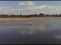 patches the jumpin waterdog