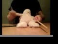 Le Lapin Fait Un Solo De Batterie Le Lapin Fait Un Solo De Batterie