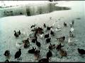 videos de Enten und Möven füttern auf Eis