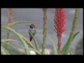 Hummingbird Dance