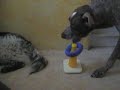 IQ-Test IQ-Test