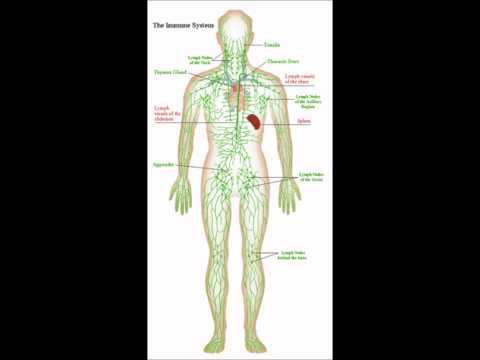 how to collect stool for h pylori