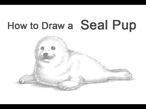 video-linktoworks-How to draw a Seal Pup (Harp Seal) - YouTube