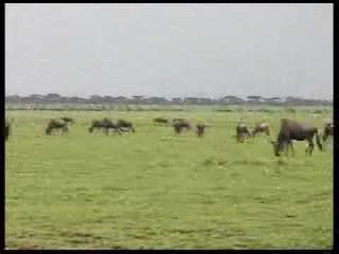 Wildebeest Everywhere! (pan)