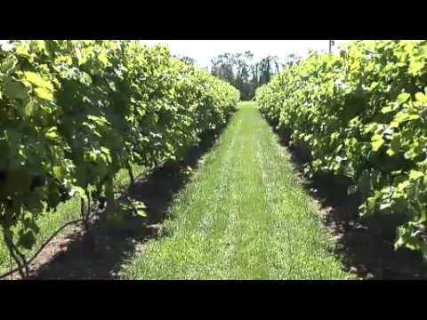 how to grow grapes in nj