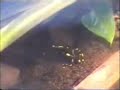 Dart frog Chillax\