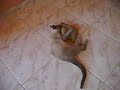 Gato Doido