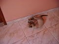 Gato Doido