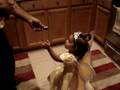 videos de Amaan and Aliza Halloween 2008 Part II