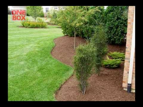 how to fertilize aspens