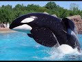 Orcas Shamu, Kandu and keiko