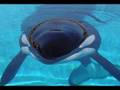 Orcas Shamu, Kandu and keiko