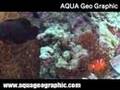 スパインチークアネモネフィッシュ,Spinecheek anemonefish