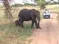 3 baby elephants Tarangire highlight 3 baby elephants Tarangire highlight