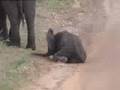 3 baby elephants Tarangire highlight
