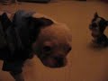 Ninja the red/white boston terrier scared of a toy boston