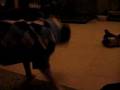 Boston Terrier video