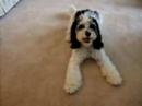 Cavachon
