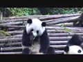 Panda Sneeze Attack