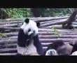 Panda Sneeze Attack