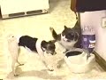 cat dog fight over dinner