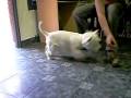 Westie juega con su hueso