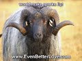 Match Love Horoscopes