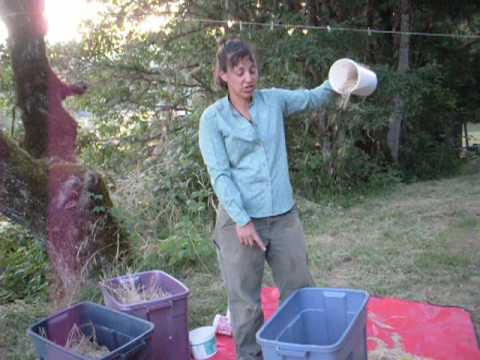 how to harvest mustard