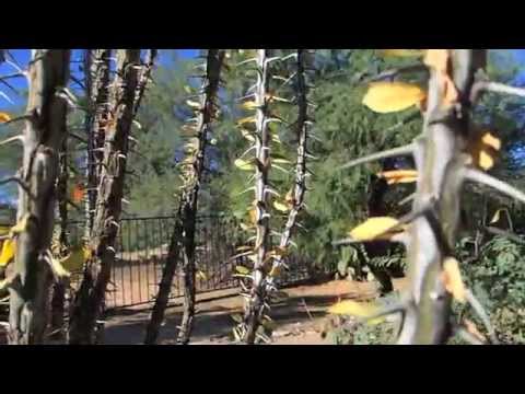 how to harvest ocotillo