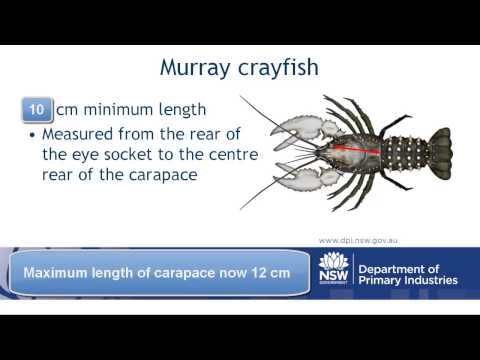 how to measure crayfish qld