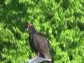 Turkey Vultures