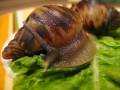African land snails - Achatina reticulata II African land snails - Achatina reticulata II